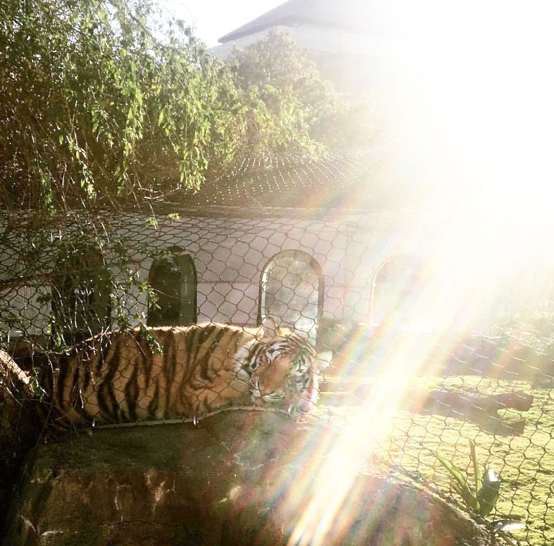 Mike the Tiger VI